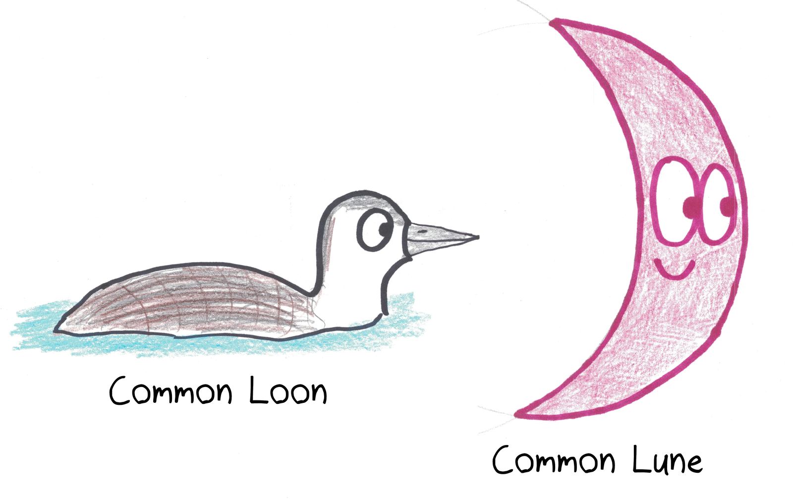 A field-guide pun: the common loon (a bird) and the common lune (a crescent-shaped geometric region).